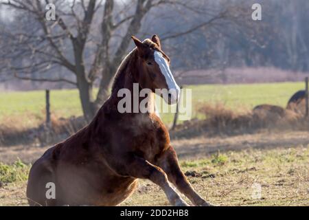 Das Pferd auf der Weide, Naturlandschaft aus Wisconsin. Stockfoto