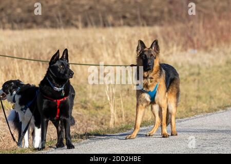 Spaziergang mit Hunden auf dem Land Stockfoto