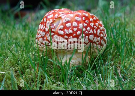 Nahaufnahme eines Amanita Muscaria Pilzes, der im grünen Gras wächst, Vancouver, British Columbia, Canad Stockfoto