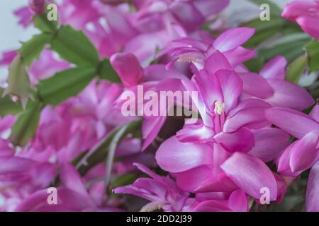 Nahaufnahme der Blume Zygocactus Aplica oder weihnachtskaktus Anlage Stockfoto