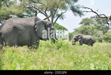 Eine wilde Mutter und ein Elefantenbaby begegnen sich im Gras des Tarangire Nationalparks in Tansania, Afrika. Stockfoto