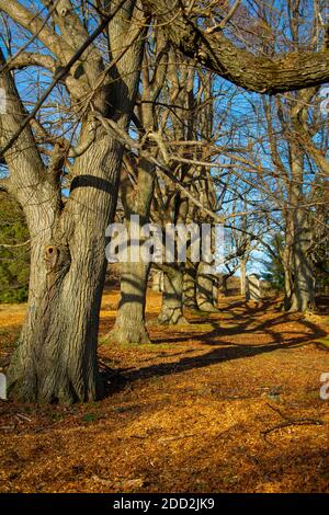 Quercus cerris , die Puteneiche oder österreichische Eiche. Eichen in einer Reihe. Im Herbst. Blauer Himmel im Hintergrund. Stockfoto