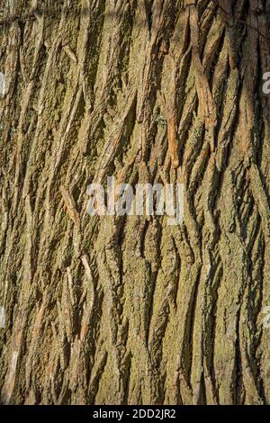 Rinde des Quercus cerris, der Puteneiche oder der österreichischen Eiche. Textur. Abstrakte Ansicht. Stockfoto