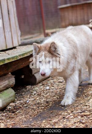 Sibirische Huskyhunde im Gehege, hinter Gittern. Stockfoto