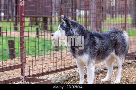 Sibirische Huskyhunde im Gehege, hinter Gittern. Stockfoto