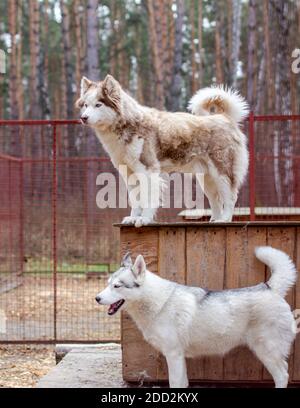 Sibirische Huskyhunde im Gehege, hinter Gittern. Stockfoto