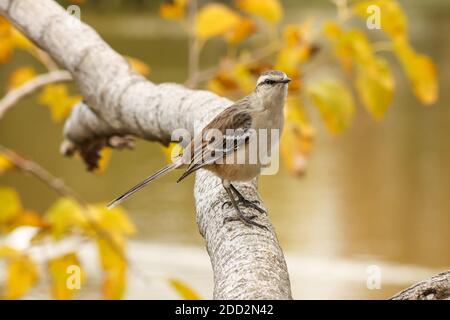 Mimus saturninus oder Calandria (Kreidegebräunter Mockingbird) Im Herbst in einem Zweig gelegen Stockfoto