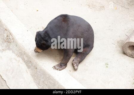 Der Honigbär (Helarctos malayanus) gehört zur Familie Ursidae. Sonnenbärpelz neigt dazu, kurz, glänzend und in der Regel schwarz, Augen sind braun oder blau, BES Stockfoto