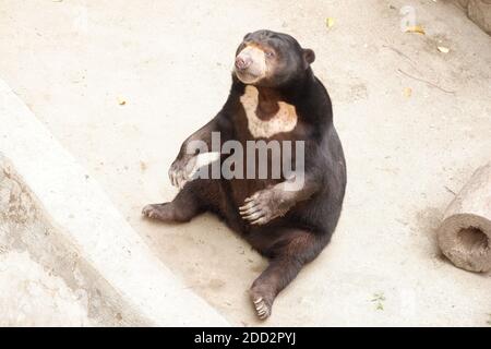 Der Honigbär (Helarctos malayanus) gehört zur Familie Ursidae. Sonnenbärpelz neigt dazu, kurz, glänzend und in der Regel schwarz, Augen sind braun oder blau, BES Stockfoto