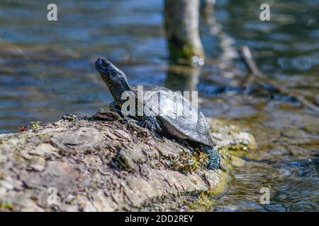 europäische Teichschildkröte, emys orbicularis, Wasserschildkröte Stockfoto