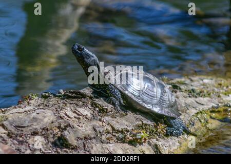 europäische Teichschildkröte, emys orbicularis, Wasserschildkröte Stockfoto