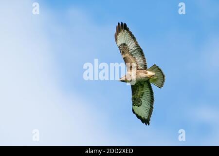 Ein Bussardvogel, Vogel des Gebets, buteo buteo, im Flug gegen einen blauen Himmel und weiße Wolken. Stockfoto