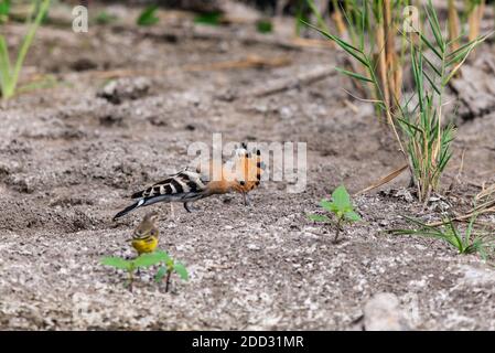 Eurasischen Wiedehopf oder gemeinsamen Wiedehopf oder Upupa epops. Stockfoto