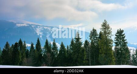 Fichtenwald auf dem schneebedeckten Hügel. Schöne Winterlandschaft in den Bergen. Fernen Kamm in Nebel und Wolken. karpaten Landschaft Morgen Stockfoto