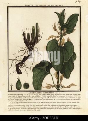 Europäische Mutterkraut, Aristolochia clematitis. Aristoloche Clematit. Kupferstich in drei Farben von Pierre Bulliard aus seiner Herbier de la France, ou Collection complete des plantes indigees de ce royaume, Didot jeune, Debure et Belin, 1780-1793. Stockfoto