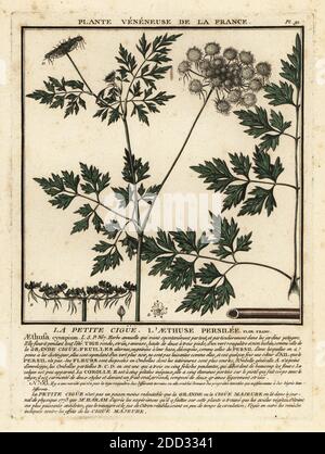 Narr's Petersilie, Narr's cicely oder Gift Petersilie, La petite cigue, l’aethuse persilee, Aethusa cynapium. Kupferstich in drei Farben von Pierre Bulliard aus seiner Herbier de la France, ou Collection complete des plantes indigees de ce royaume, Didot jeune, Debure et Belin, 1780-1793. Stockfoto