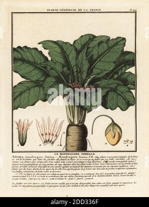 Mandrake, Mandragora officinarum. Le mandragore femelle, Atropa mandragora femina. Kupferstich in drei Farben von Pierre Bulliard aus seiner Herbier de la France, ou Collection complete des plantes indigees de ce royaume, Didot jeune, Debure et Belin, 1780-1793. Stockfoto