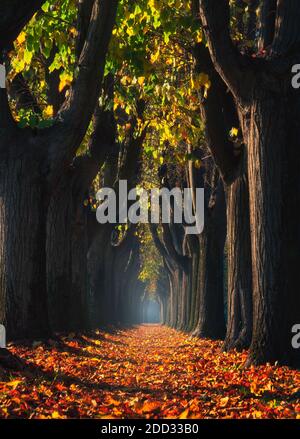 Lucca, autumn foliage in tree lined walkway in a foggy morning. Tuscany, Italy. Stockfoto