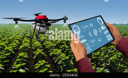 Farmer steuert Drohne mit einem Tablet. Intelligente Landwirtschaft und Präzisionslandwirtschaft Stockfoto