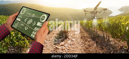 Farmer steuert Drohne mit einem Tablet. Intelligente Landwirtschaft und Präzisionslandwirtschaft Stockfoto