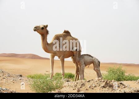 Eine Kamelmutter steht mit ihr in der Wüste Kamelnachwuchs Stockfoto