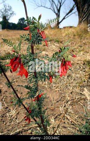 Die rote Trompete Honeysuckle – Lonicera sempervirens mit einem braunen Hintergrund und grüne Blätter Stockfoto