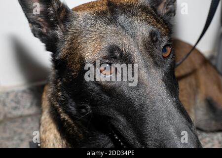 Die Nahaufnahme eines erstaunlichen belgischen Malinois Stockfoto