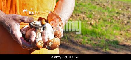 Waldpilze in den Händen gesammelt. Herrenhände halten frische, leckere Pilze, die im Wald gesammelt werden. Eine Handvoll Wildpilze in den Händen Stockfoto