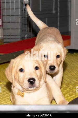 Zwei goldene Labrador Welpen schauen auf die Kamera Stockfoto