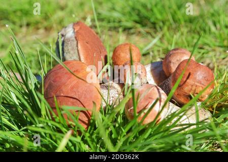 Essbarer Pilz mit einer orangen Kappe, gesammelt im Wald. Leccinum aurantiacum Pilze sammeln im Wald. Essbare Pilze im Norden Stockfoto