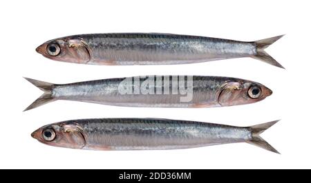 Frischer Sardellenfisch isoliert auf weißem Hintergrund Stockfoto