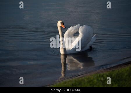 Berlin, Deutschland. April 2020. Ein Schwan schwimmt auf dem Landwehrkanal. Quelle: Paul Zinken/dpa-Zentralbild/ZB/dpa/Alamy Live News Stockfoto