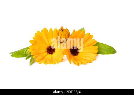 Topf Ringelblume oder Calendula officinalis Blumen, Knospen und Blätter isoliert auf weißem Hintergrund Stockfoto