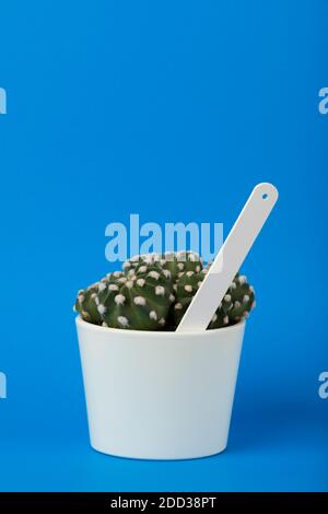 Kleiner echinopsis subdenudata Kaktus im weißen Blumentopf mit blank Weißes Pflanzenetikett auf blauem Hintergrund Stockfoto