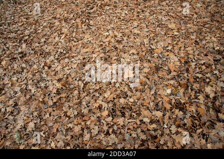 Teppich von Herbstblättern bedeckt den Boden Stockfoto