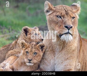 Afrikanische Löwin mit jungen Stockfoto