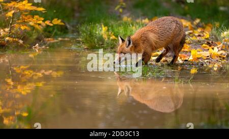 Rotfuchs trinkt aus Wasser in farbenfroher Herbstnatur Stockfoto