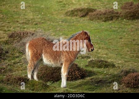 Wild Pony Fohlen auf dem Long Mynd bei Church Stretton, Shropshire, England, UK. Stockfoto