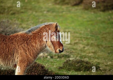 Wild Pony Fohlen auf dem Long Mynd bei Church Stretton, Shropshire, England, UK. Stockfoto