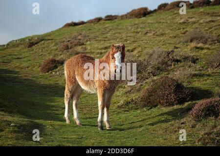 Wild Pony Fohlen auf dem Long Mynd bei Church Stretton, Shropshire, England, UK. Stockfoto