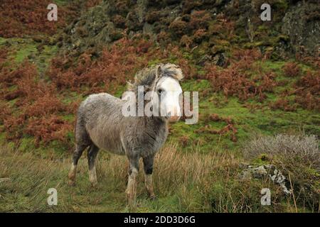 Wild Pony Fohlen auf dem Long Mynd bei Church Stretton, Shropshire, England, UK. Stockfoto
