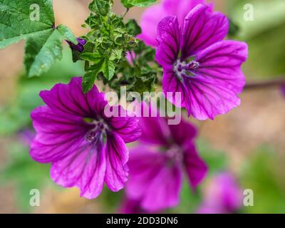 Nahaufnahme von schönen lila Malve Blumen und grünen Blättern, Malva sylvestris, in einem Garten Stockfoto