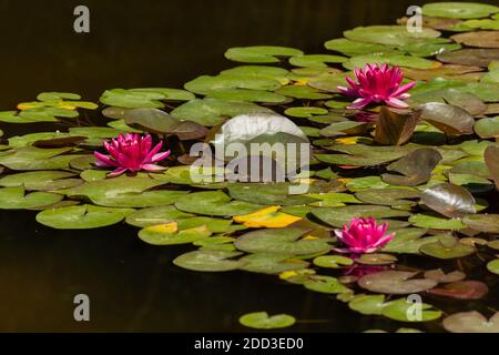 Rosa Lotusblumen blühen auf einem Zierteich im Garten. Lotusblume Marliacea Rosea oder rosa Seerose lat. Nymphaea. Floraler natürlicher Hintergrund. Brig Stockfoto
