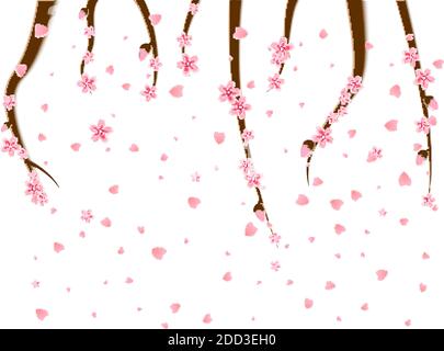 Zweige von Kirschbaumblumen Sakura fallen spritzt die Frühjahrssaison von japan isoliert auf weißem Hintergrund. Asiatische Dekoration für Mitte Herbst Stock Vektor