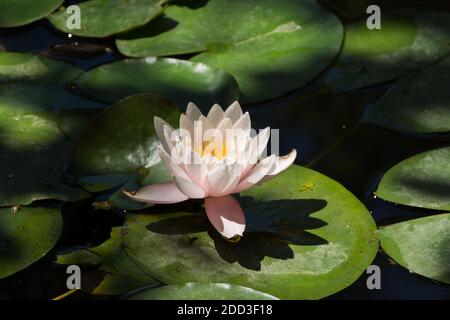 Rosa Lotusblumen blühen auf einem Zierteich im Garten. Lotusblume Marliacea Rosea oder rosa Seerose lat. Nymphaea. Floraler natürlicher Hintergrund. Brig Stockfoto