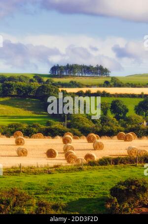 In der Nähe von Ballineen, County Cork, West Cork, Republik Irland. Irland. Heurollen warten auf die Sammlung in der typischen Bauernlandschaft. Stockfoto