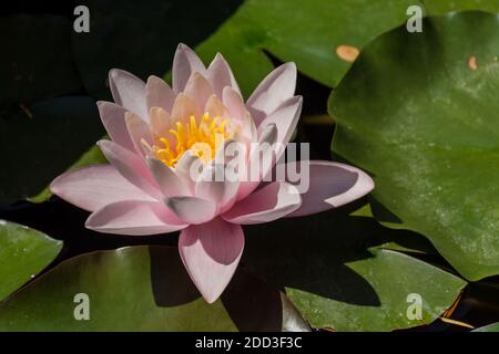 Rosa Lotusblumen blühen auf einem Zierteich im Garten. Lotusblume Marliacea Rosea oder rosa Seerose lat. Nymphaea. Floraler natürlicher Hintergrund. Brig Stockfoto