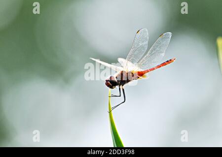 Libelle auf der Spitze des grünen Blattes