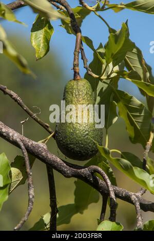 Single Sharwil (australische Sorte) Avocado wächst auf einem Baum (Persea americana) in einem Obstgarten in Queensland Australien. Bereit zur Ernte. Stockfoto