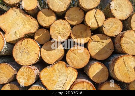 Schnittholz in einem Stapel gesägt Stockfoto